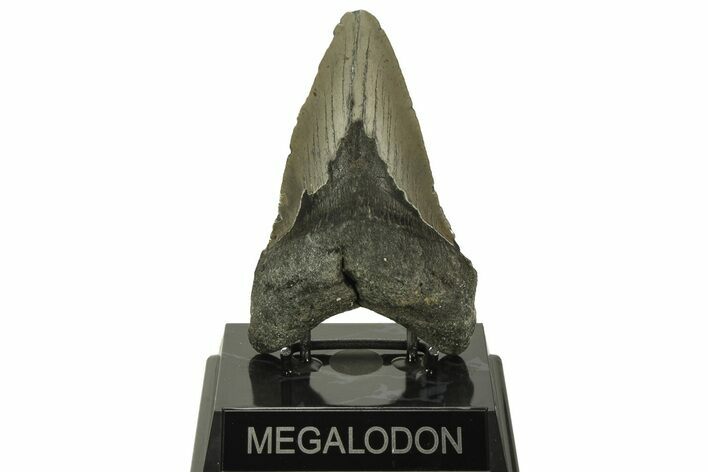 Bargain, Fossil Megalodon Tooth - North Carolina #219936